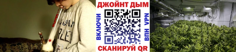 Марихуана сатива  Карасук 